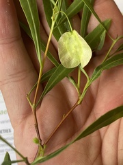 Dodonaea lanceolata subsessilifolia