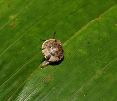 Nitor pudibundus