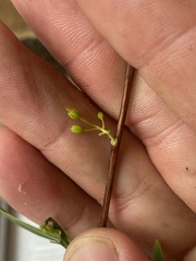 Dodonaea lanceolata subsessilifolia