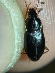 Calathus ruficollis