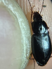Calathus ruficollis