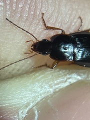 Calathus ruficollis