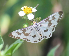 Nyctemera adversata