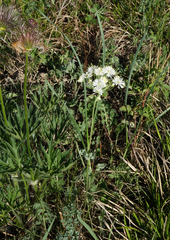 Thalictrum petaloideum