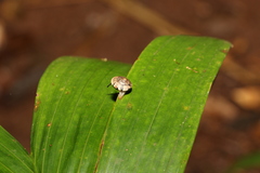 Nitor pudibundus