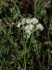 Thalictrum petaloideum
