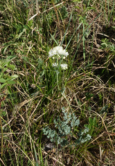 Thalictrum petaloideum