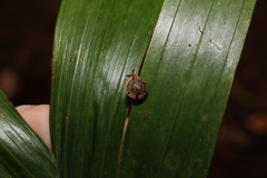 Nitor pudibundus