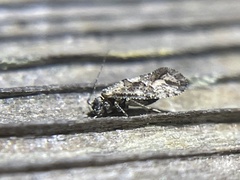 Myopsocidae