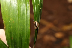Nitor pudibundus