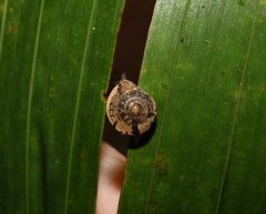 Nitor pudibundus
