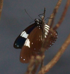 Euploea radamanthus