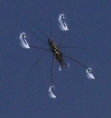 Cylindrostethus