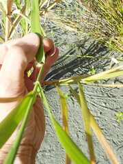 Phragmites karka