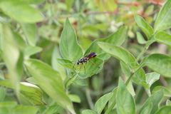 Sphex dorsalis