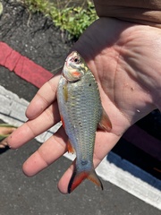Systomus orphoides