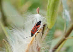 Lygaeus reclivatus