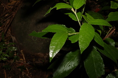 Croton stigmatosus