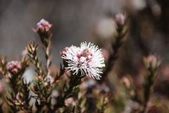 Melaleuca squamea