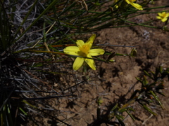 Tricoryne tenella