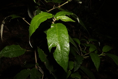 Croton stigmatosus