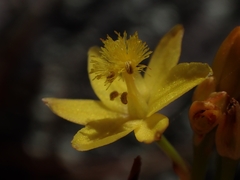 Bulbine semibarbata