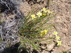 Tricoryne tenella