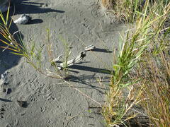 Phragmites karka