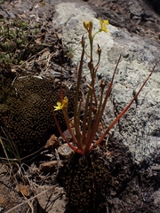 Bulbine semibarbata