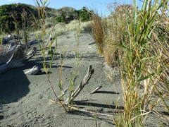 Phragmites karka