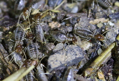 Speculitermes macrodentatus