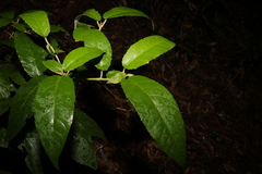 Croton stigmatosus