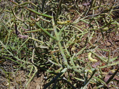 Acacia spinescens