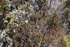 Melaleuca squamea