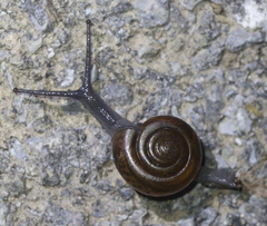 Macrochlamydinae