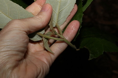Croton stigmatosus