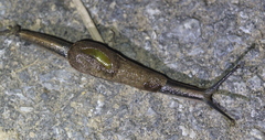 Parmarion