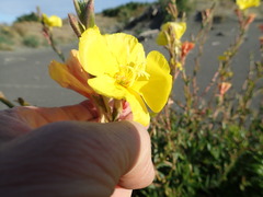 Oenothera stricta