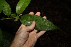 Croton stigmatosus