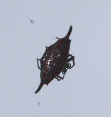 Gasteracantha