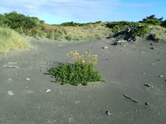 Oenothera stricta