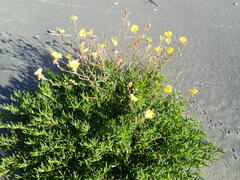 Oenothera stricta