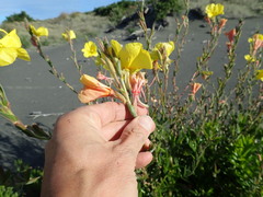 Oenothera stricta