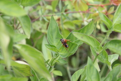 Sphex dorsalis