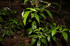 Croton stigmatosus