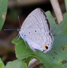 Catochrysops