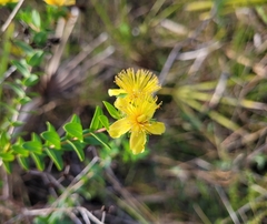Hypericum myrtifolium
