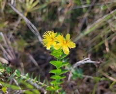 Hypericum myrtifolium