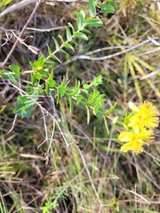 Hypericum myrtifolium