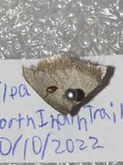 Siphonaptera